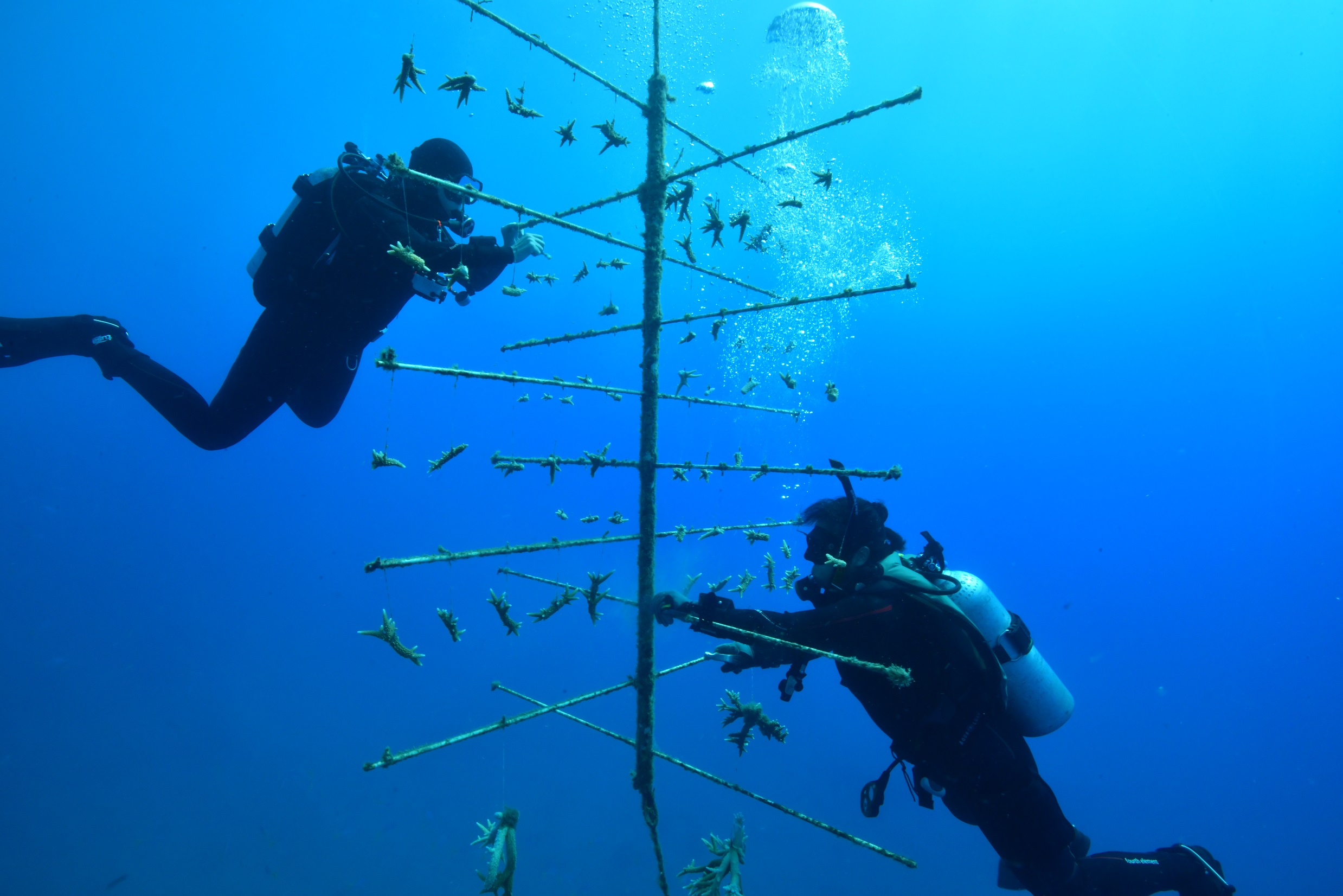 Taucher beim Reinigen eines Korallenzuchtbaums