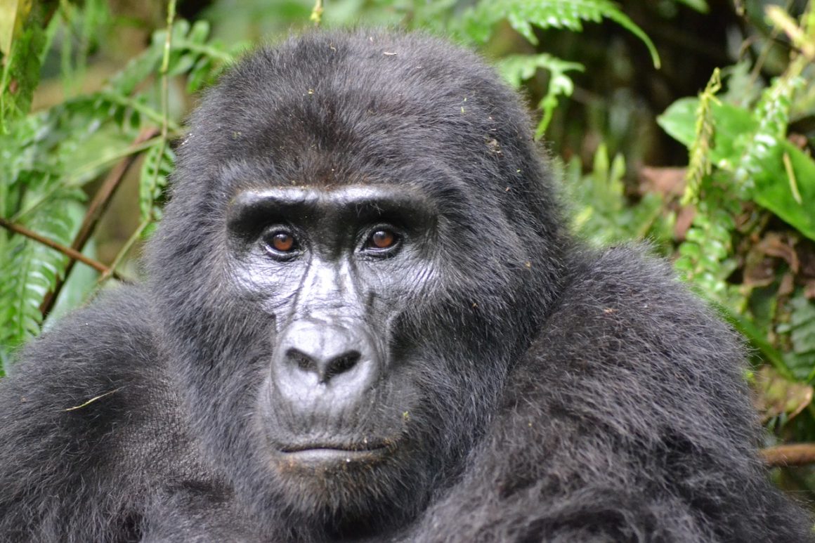 Einreise in Uganda Gorilla Berggorilla The Chill Report