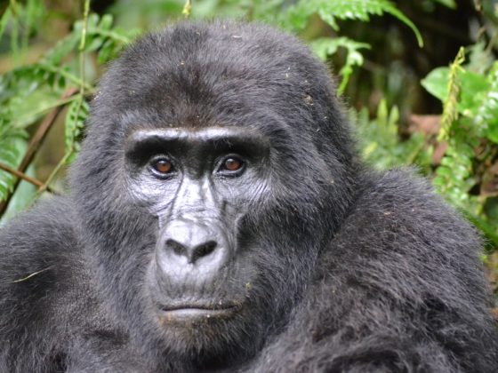 Einreise in Uganda Gorilla Berggorilla The Chill Report