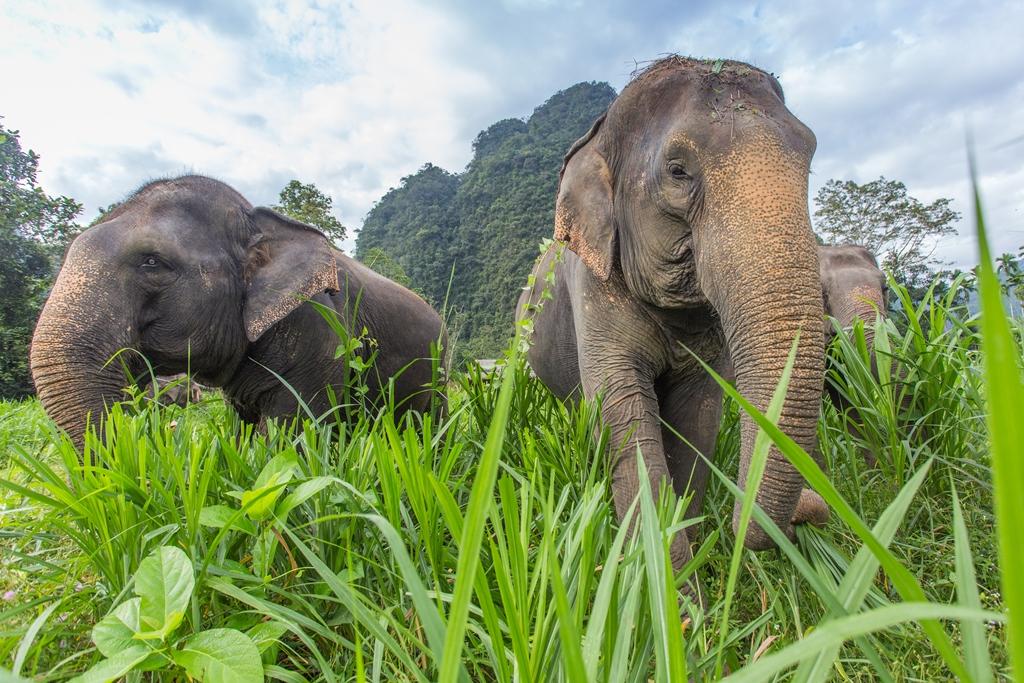 Glamping in Thailand schwimmendes Zelt Elefant Sens Asia Travel The Chill Report