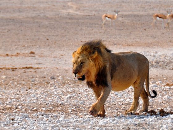 Abenteuerreise durch Namibia Löwe The Chill Report