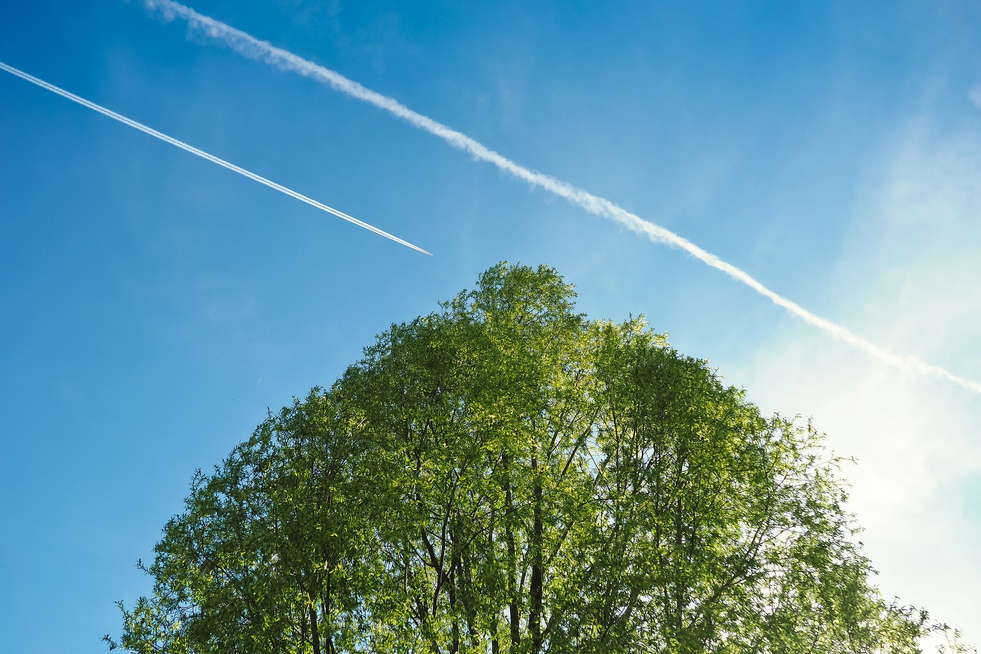 Baum Flug umweltfreundlich fliegen Flyla