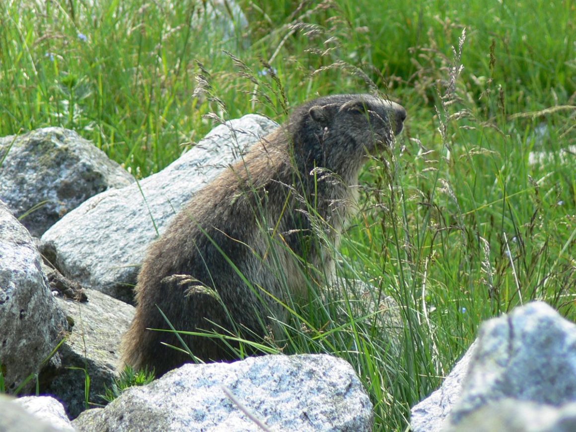 Nationalpark Hohe Tauern