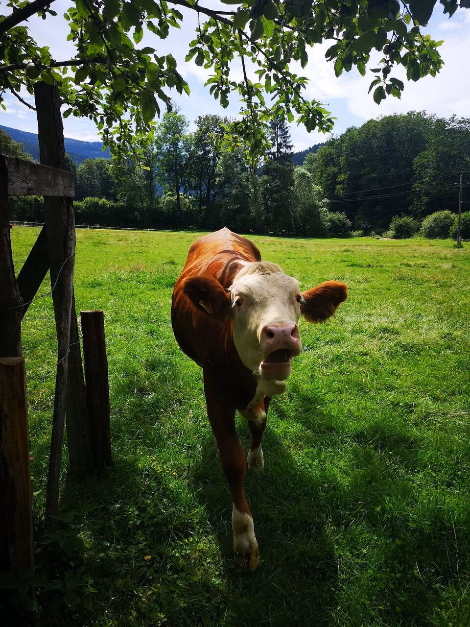 Wanderurlaub in Niederösterreich