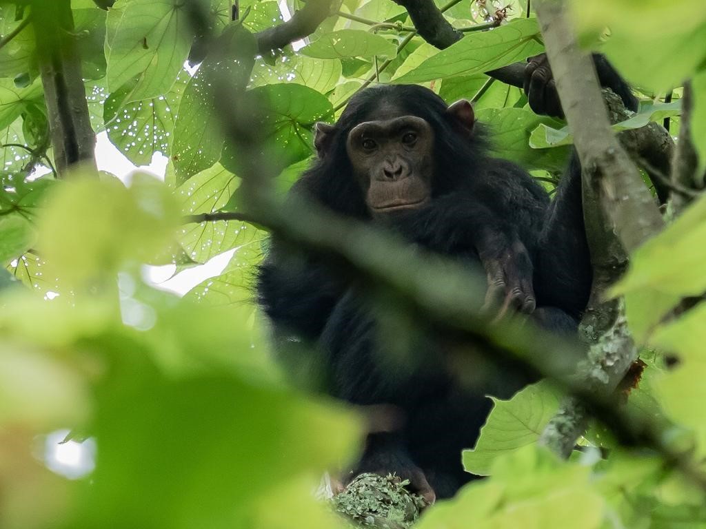 Schimpansen Trekking in Ruanda