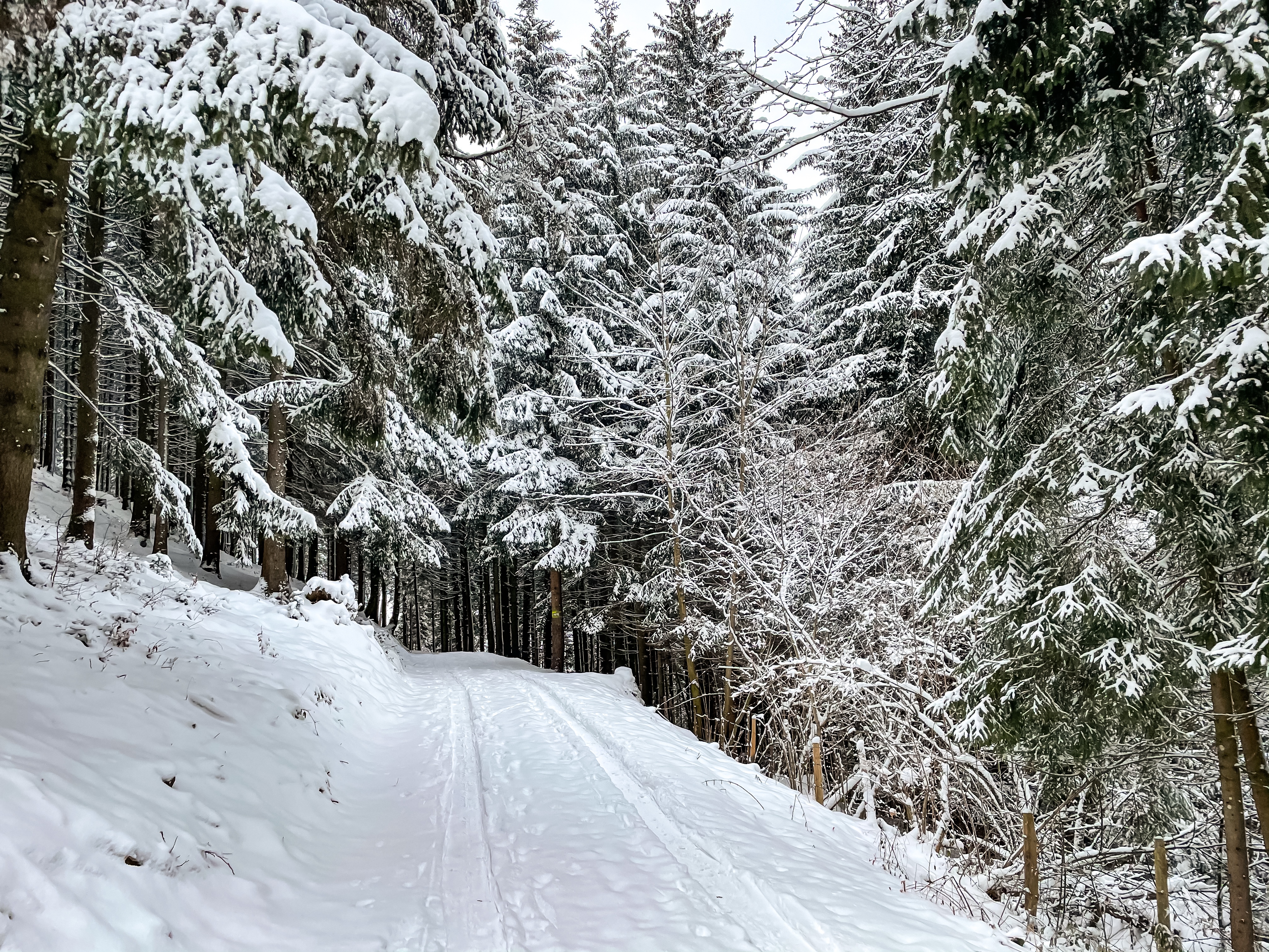 Winterwanderung am Hochkogel Niederösterreich