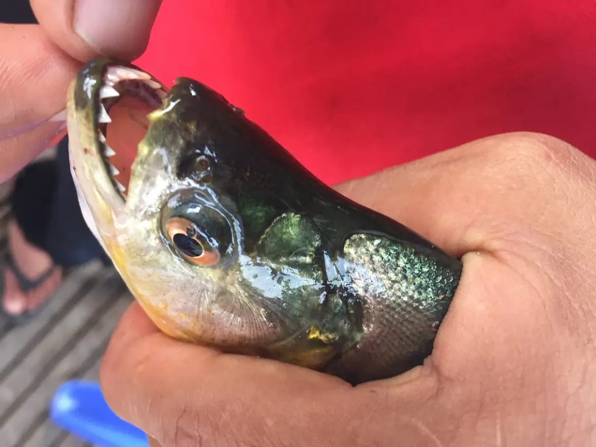 Bolivien Piranha