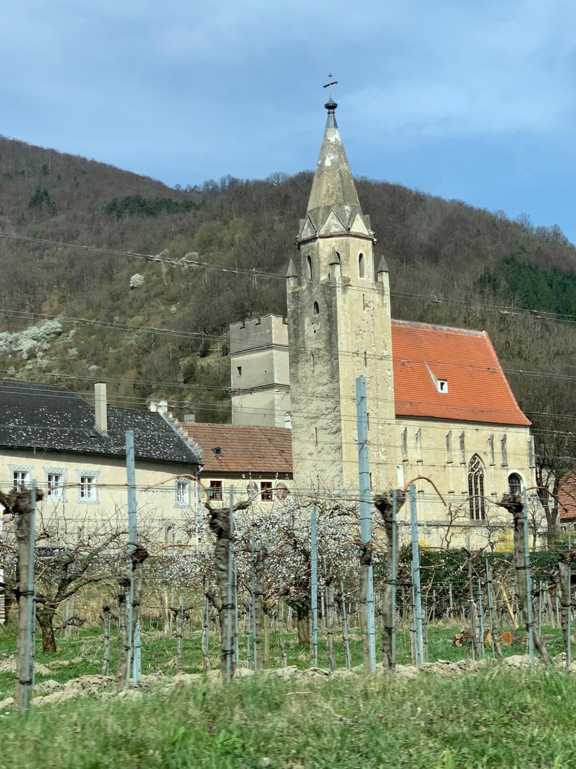 Marillenblüte in der Wachau