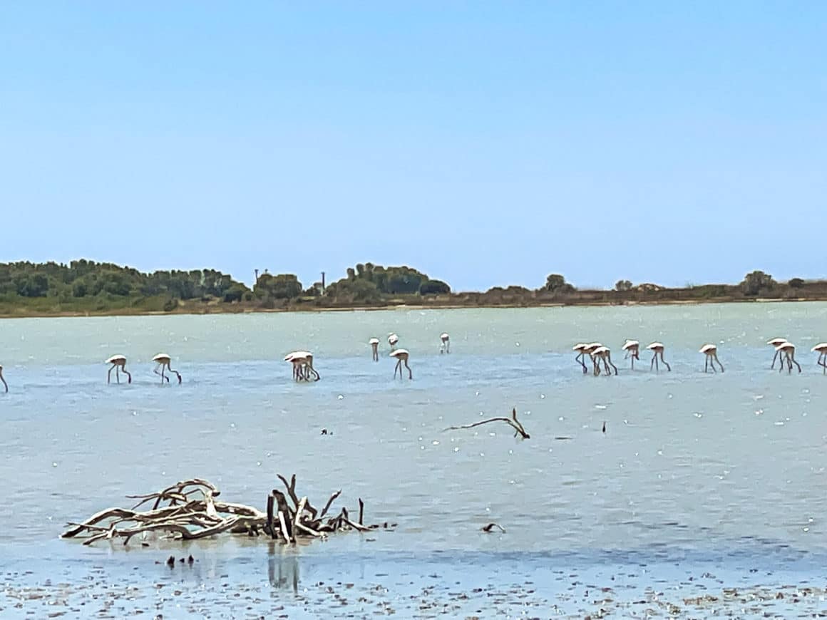 Flamingos auf Kos