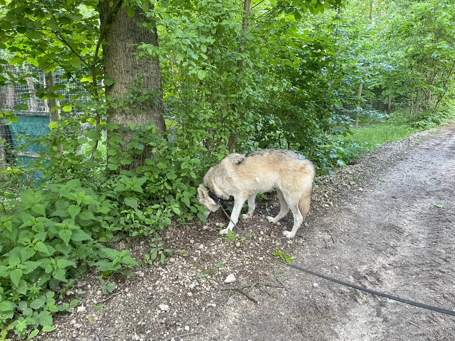 Spaziergang mit Wolf