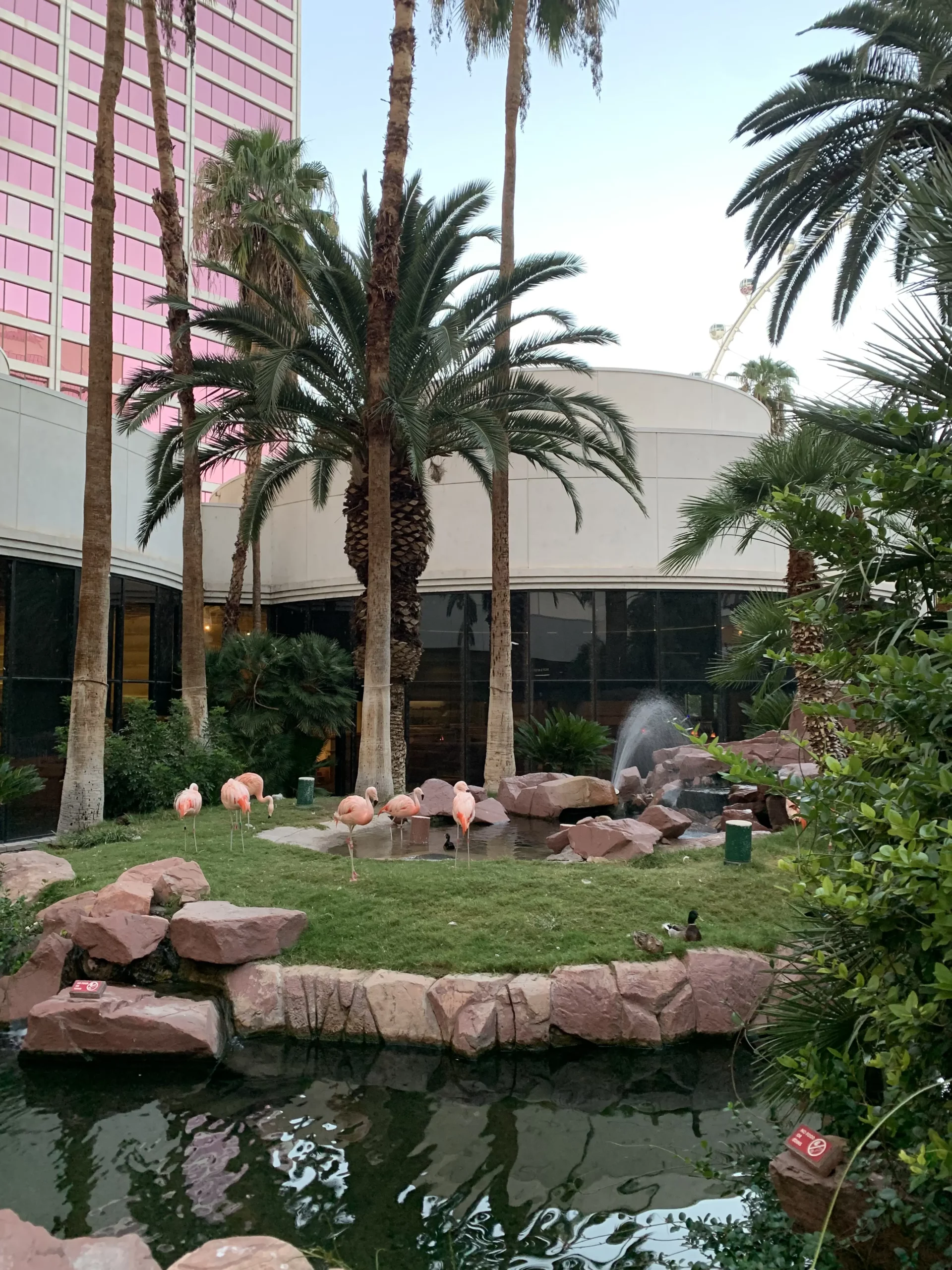 Flamingo Hotel Las Vegas Erfahrungen Flamingos am Wasser