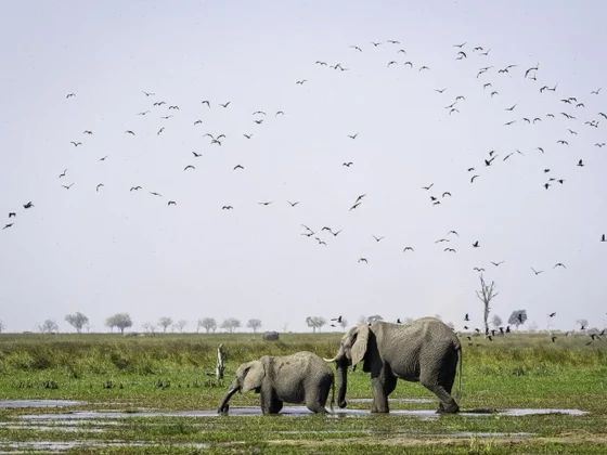 Zeltsafari in Botswana