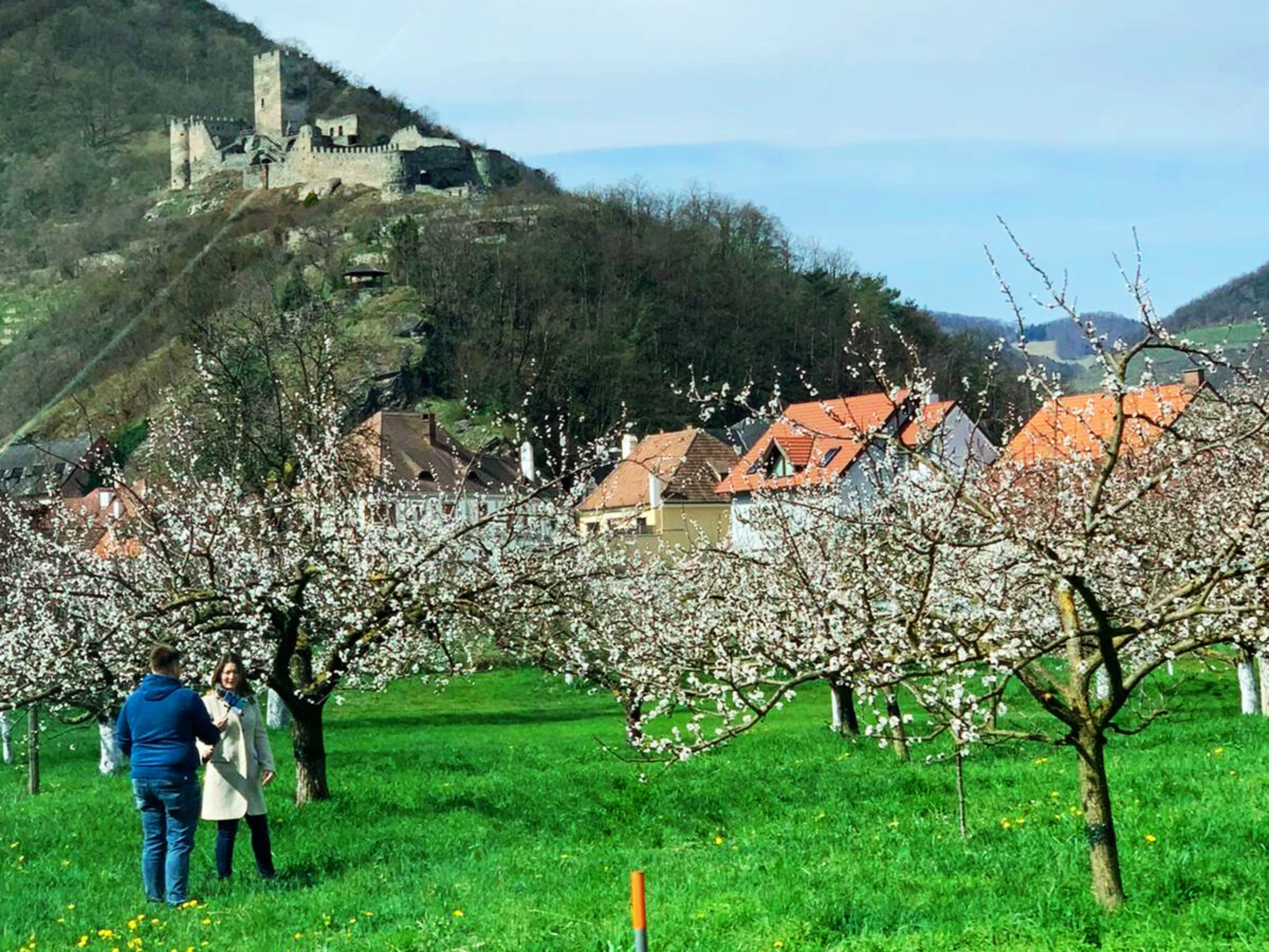 Marillenblüte in der Wachau