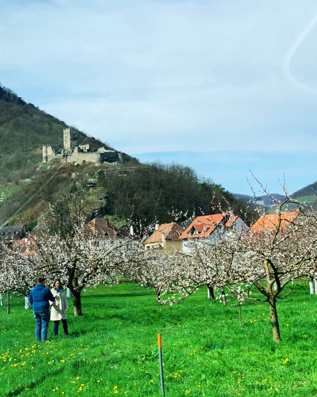 Marillenblüte in der Wachau