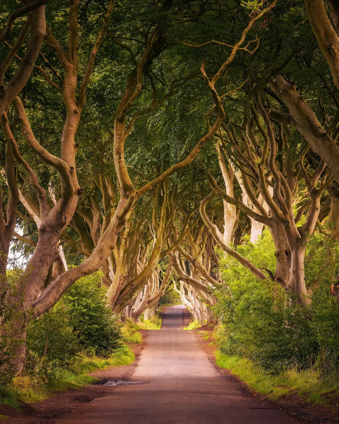 Dark Hedges Reisetrend Set-Jetting