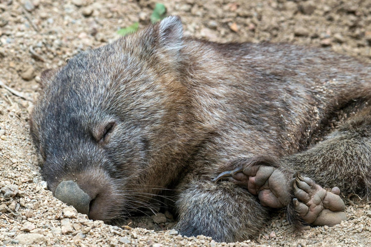 Wombat Tasmanien Australien