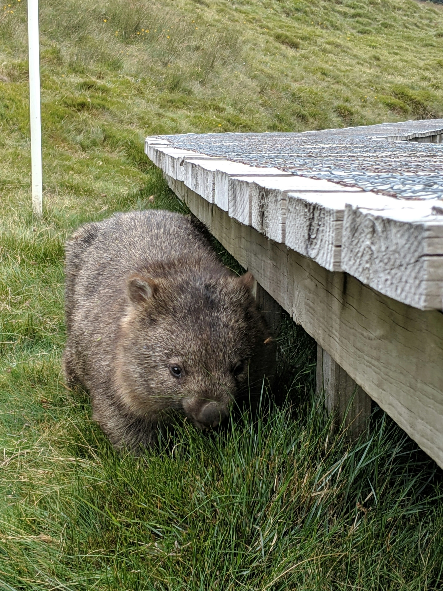 Wombat Tasmanien Australien