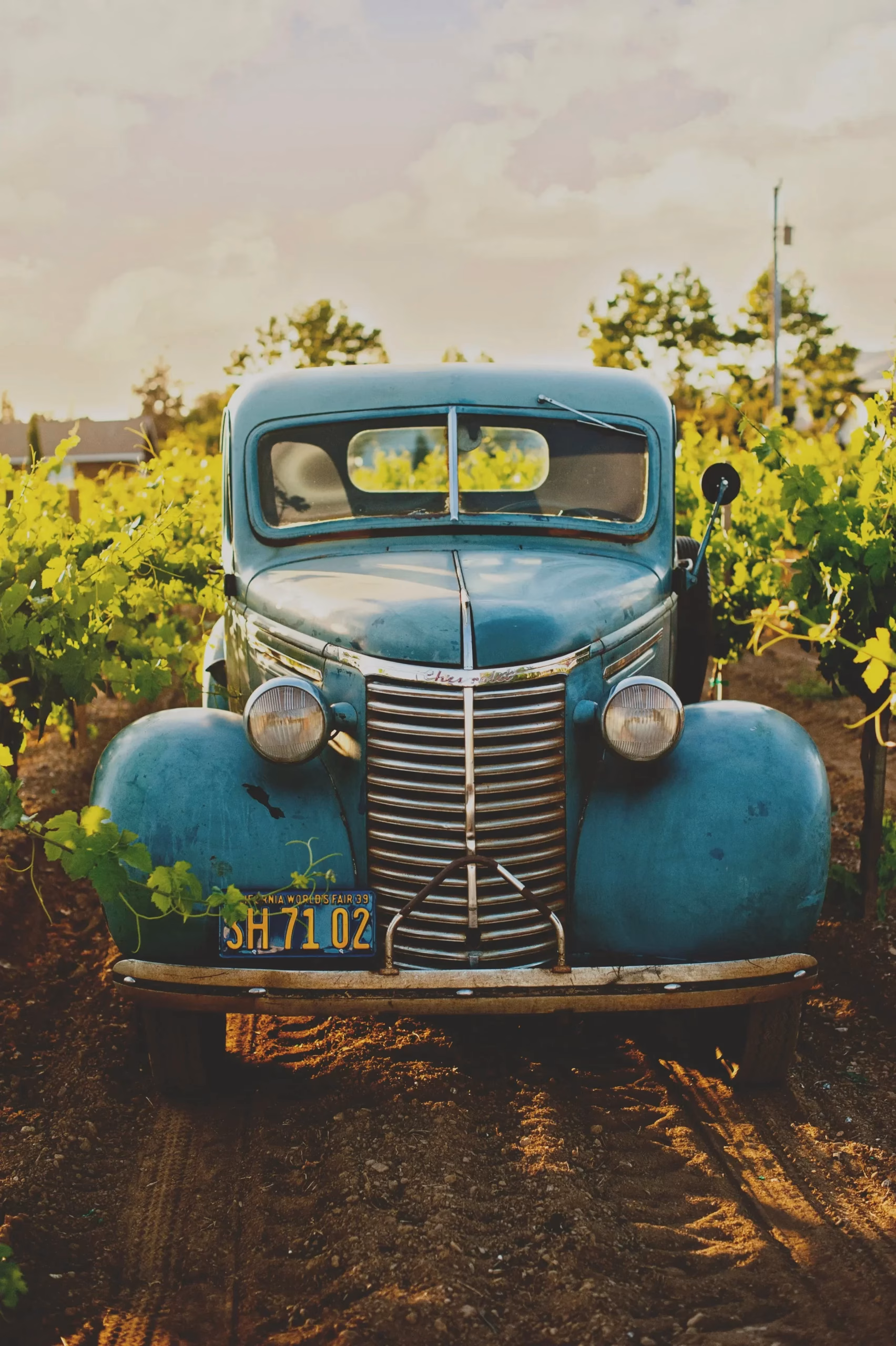 Car in vinyard