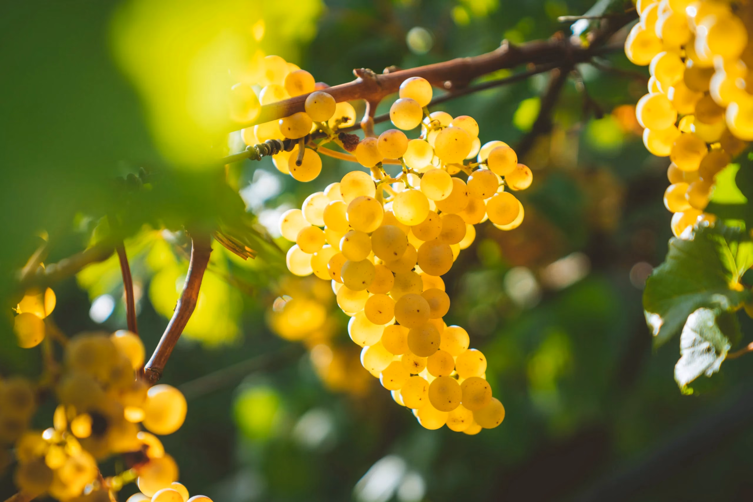 Wine Festivals in Vienna