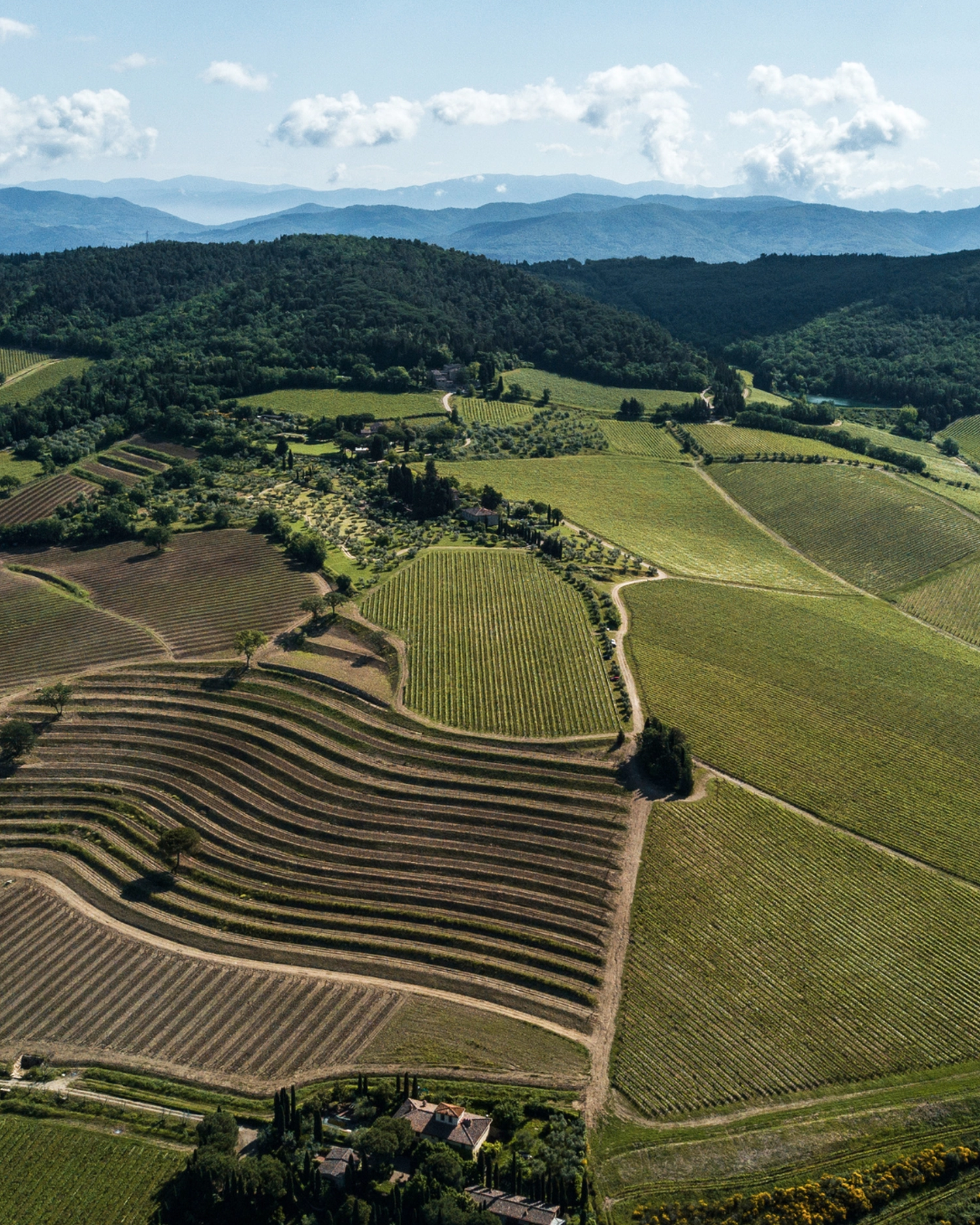 Weinberg Marchesi Antinori