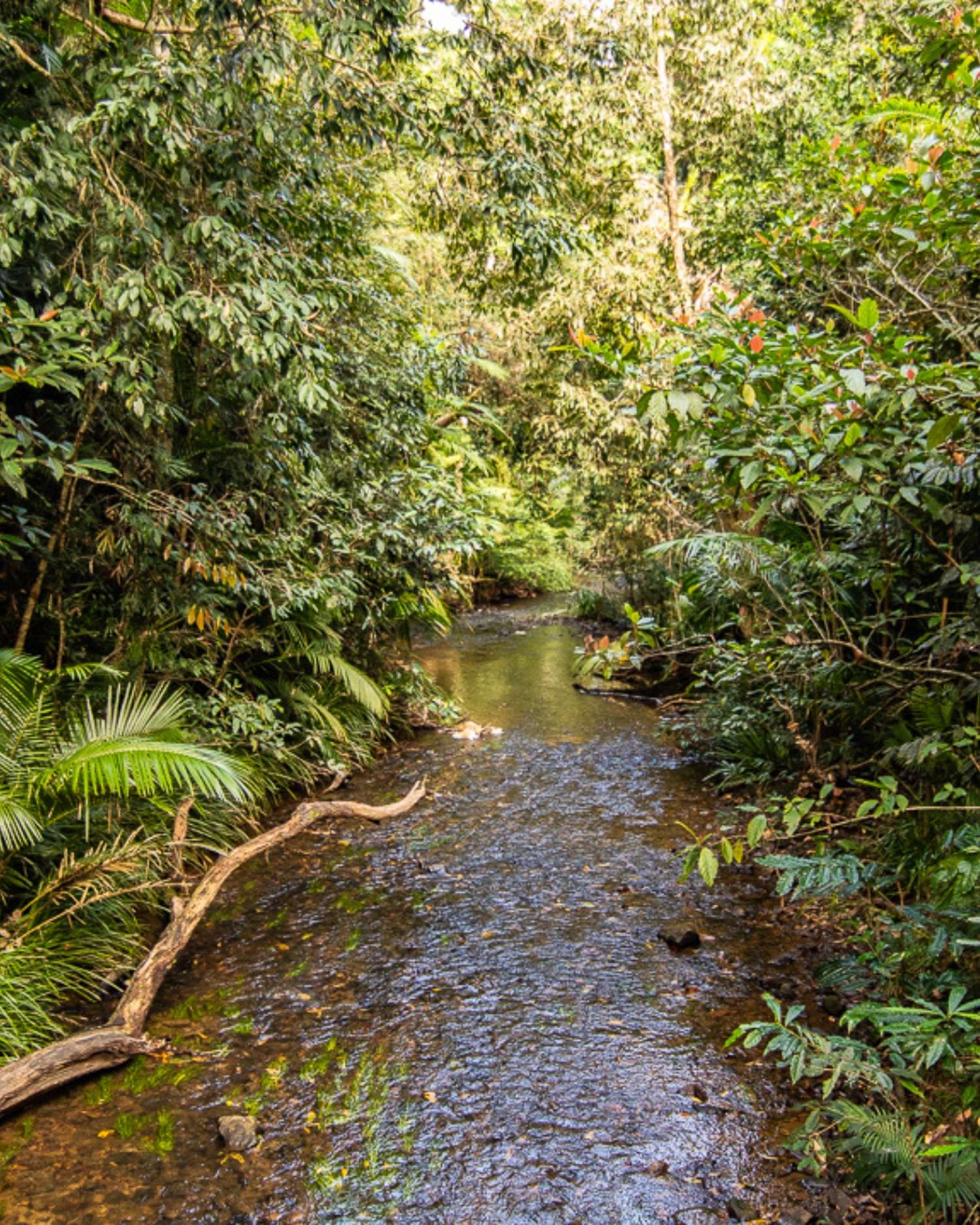 Wandern in Queensland