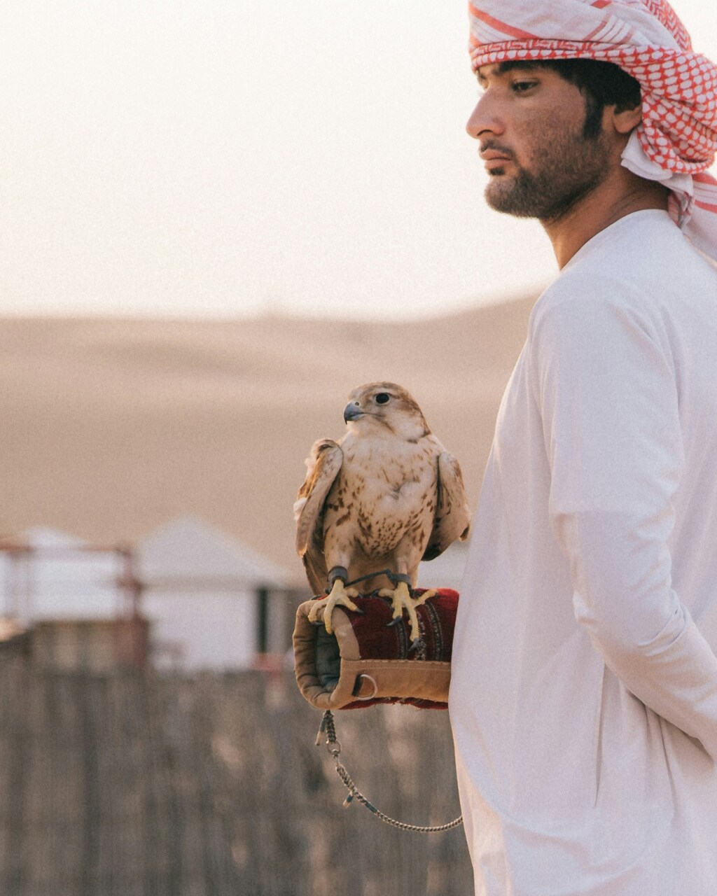 Dubai Falkner