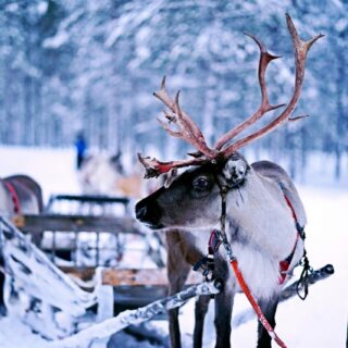 Winter am Polarkreis in Finnland