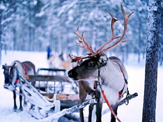 Winter am Polarkreis in Finnland