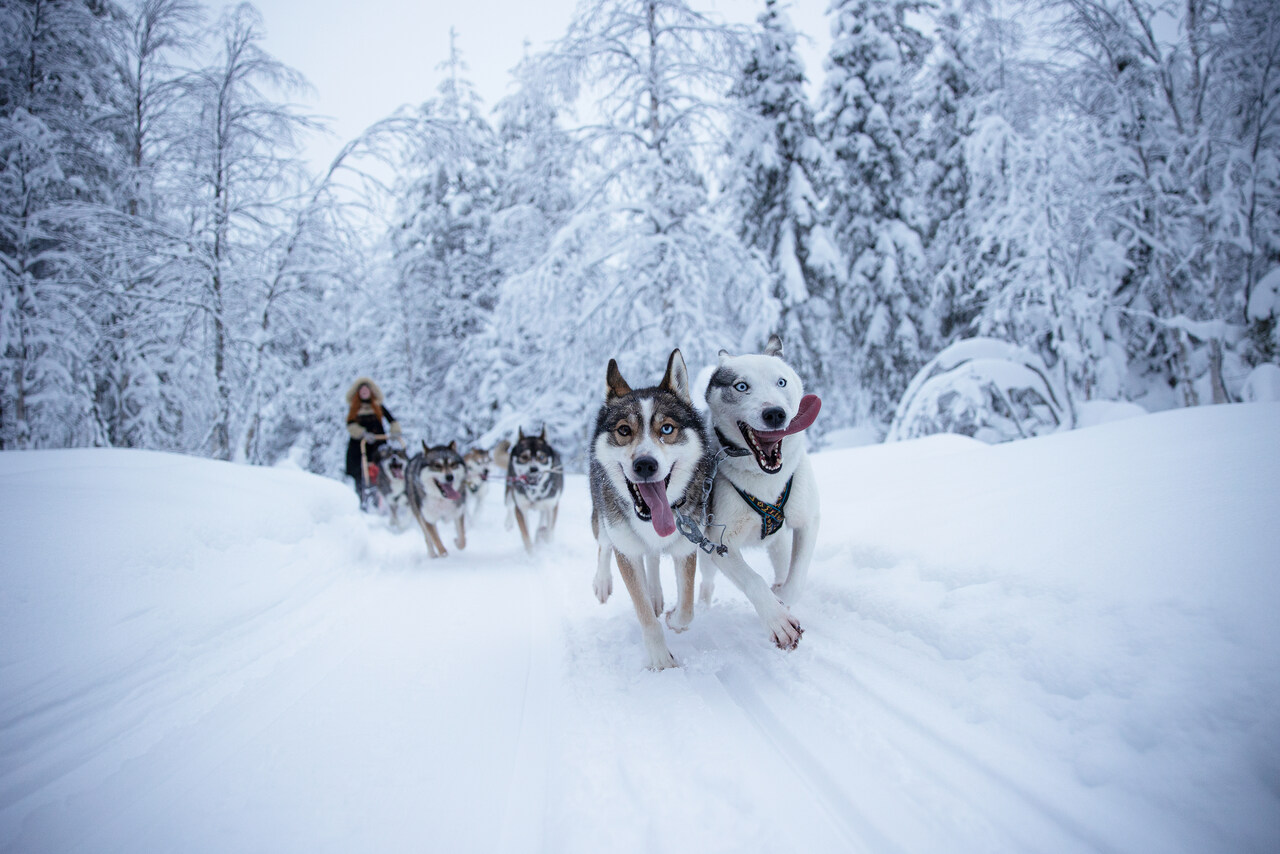 Husky Safari in Finnland