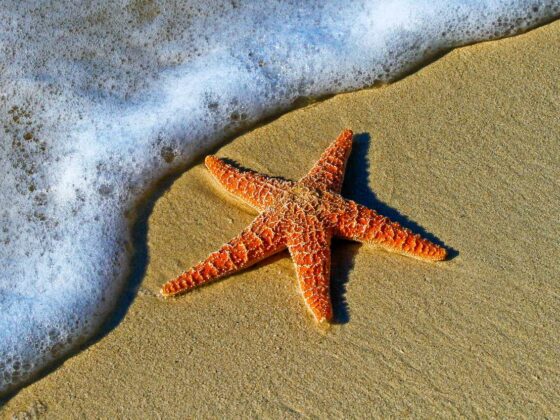 Weihnachten in der Ferne, Seestern am Strand