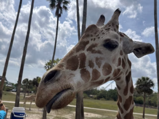 Bush Gardens, Giraffe füttern