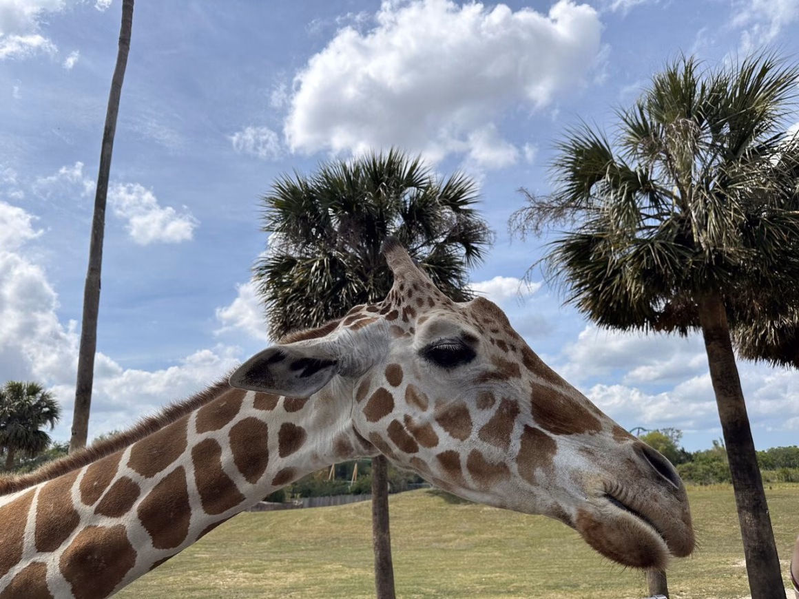 Bush Gardens, Giraffe füttern