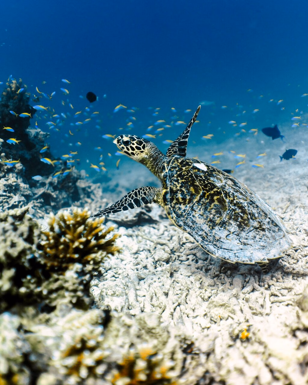 Schildkröte Malediven Schnorcheln