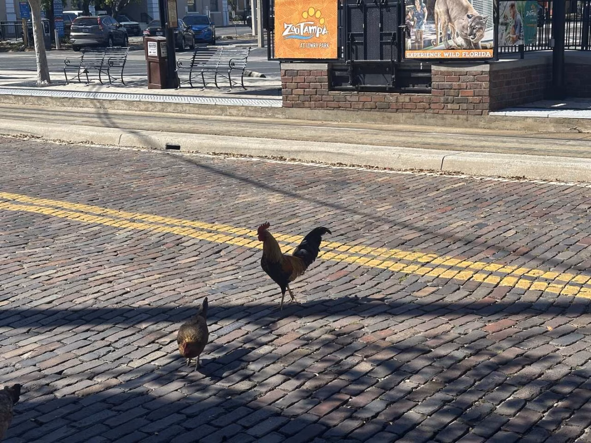 Hühner in Ybor