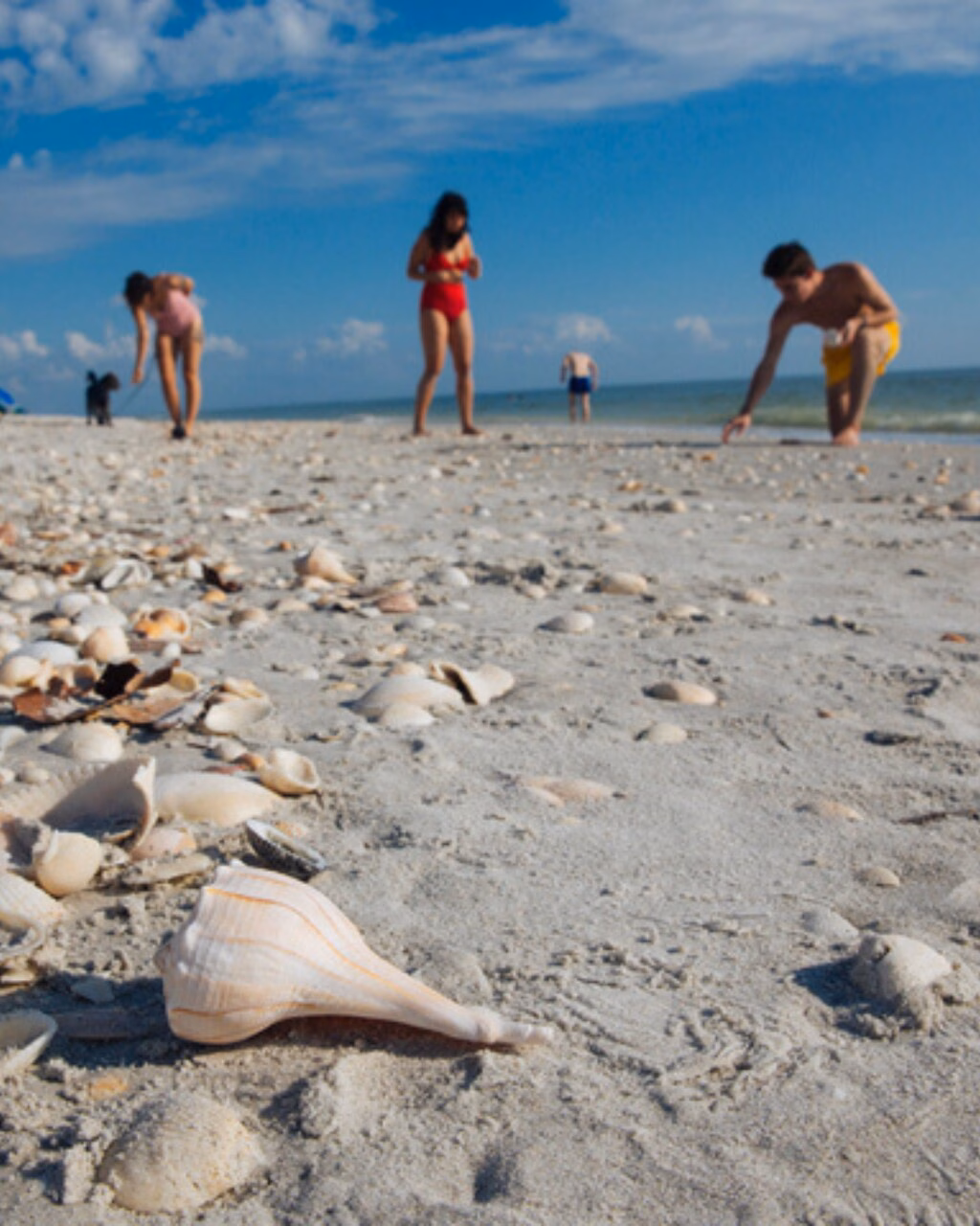 Ein Must-Do auf Sanibel Island: Muscheln sammeln.