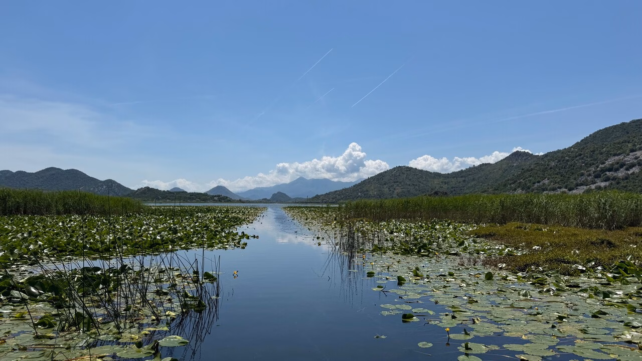 Seerosen am Skadar-See