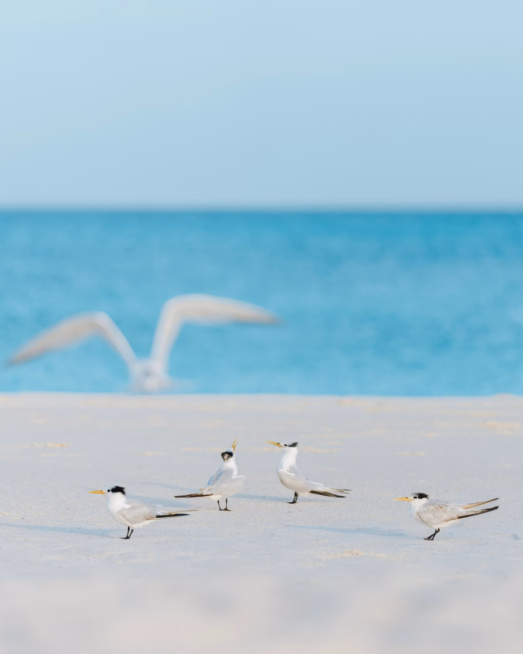 Vögel am Strand