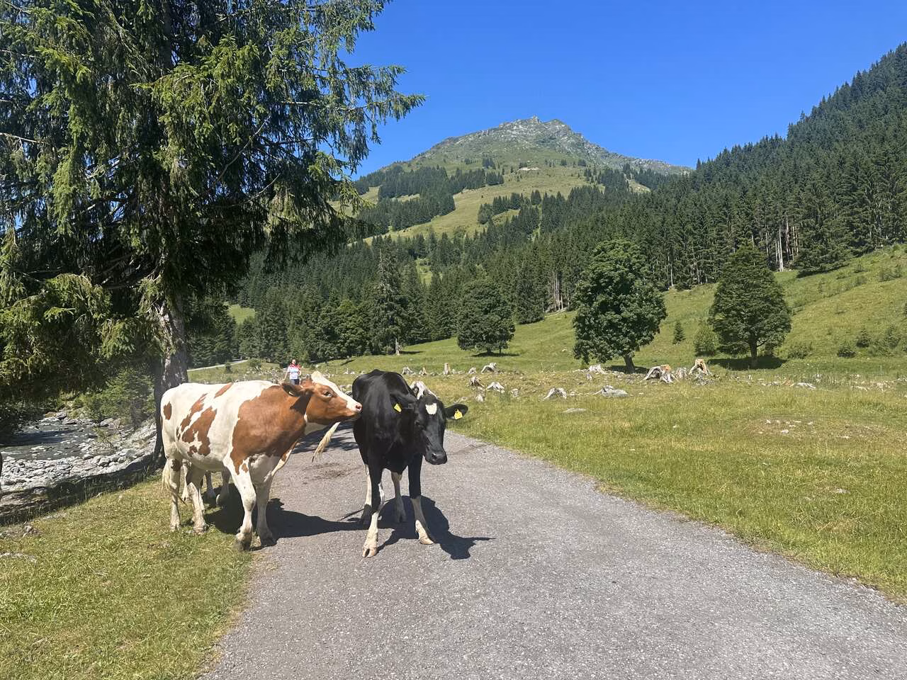 Sommerfrische in Österreich, Alm, Unterschwarzachhof