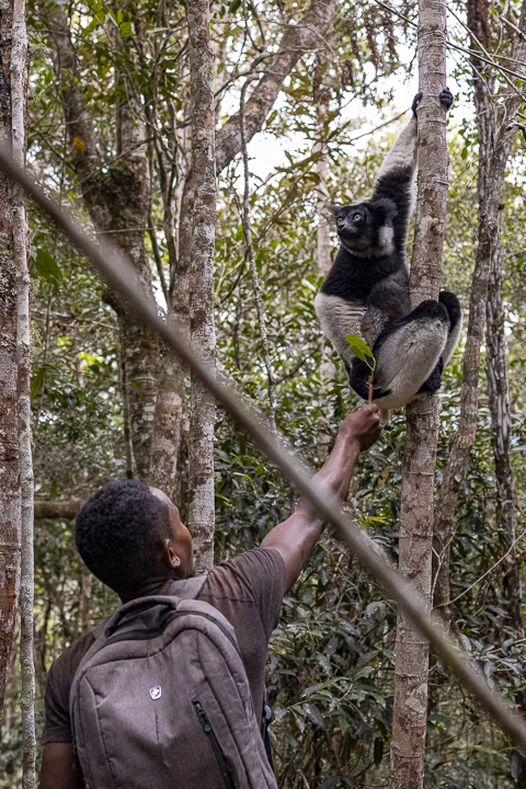 Tierart Madagaskar