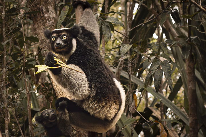 Tierart Madagaskar