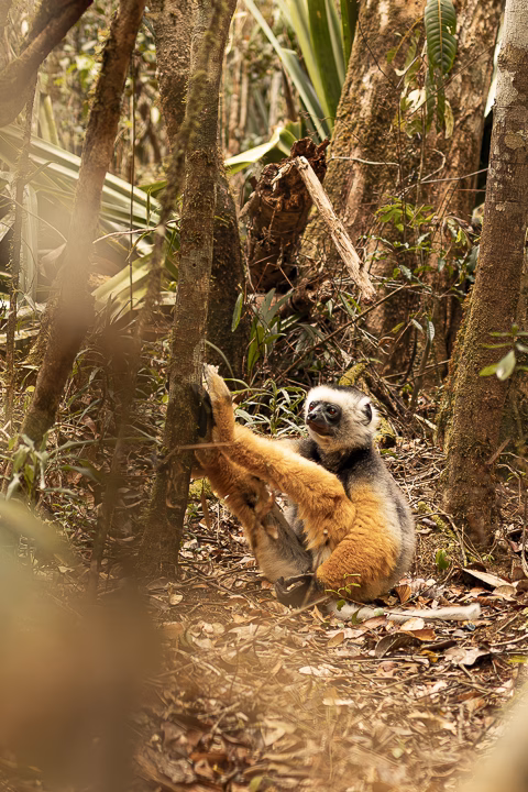 Lemur in Madagaskar