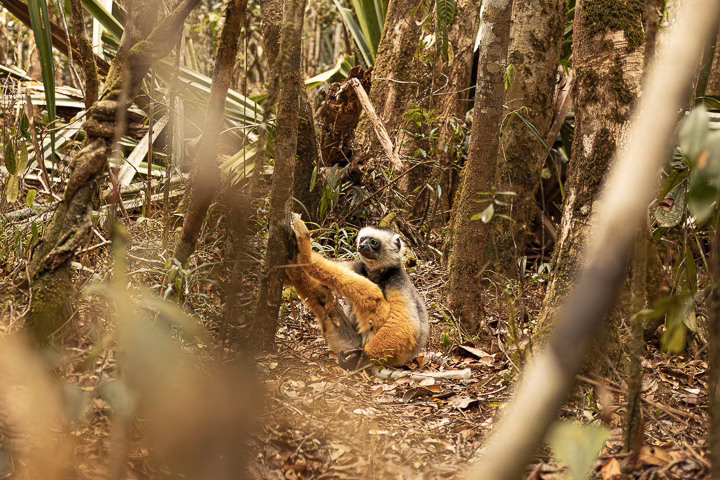 Lemur in Madagaskar