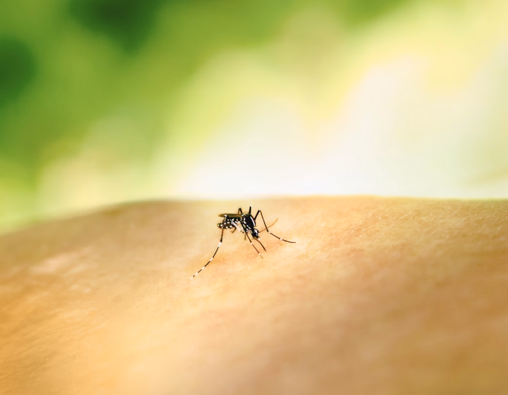 Chikungunya neues Virus gefährlich