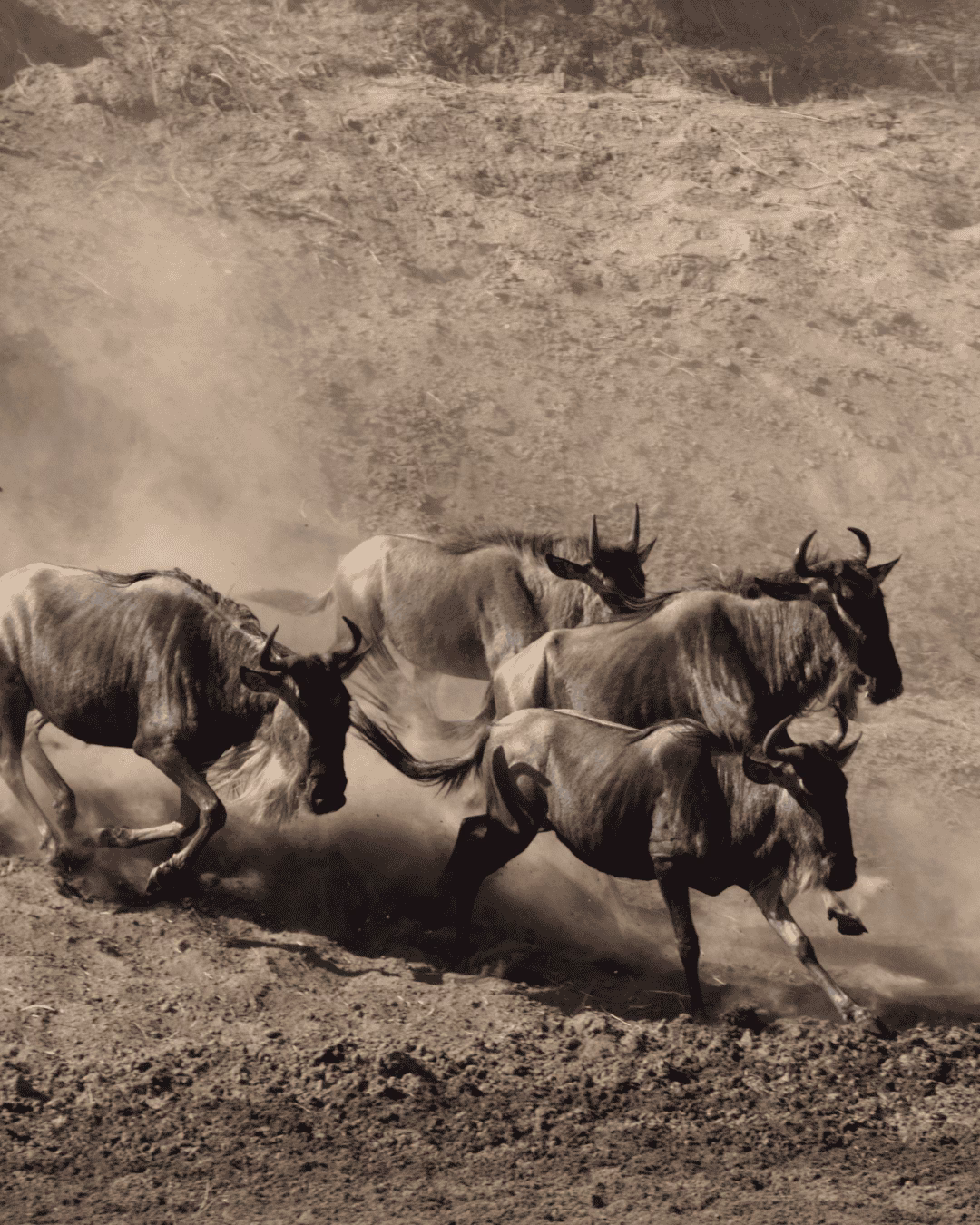 Great Migration Kenia