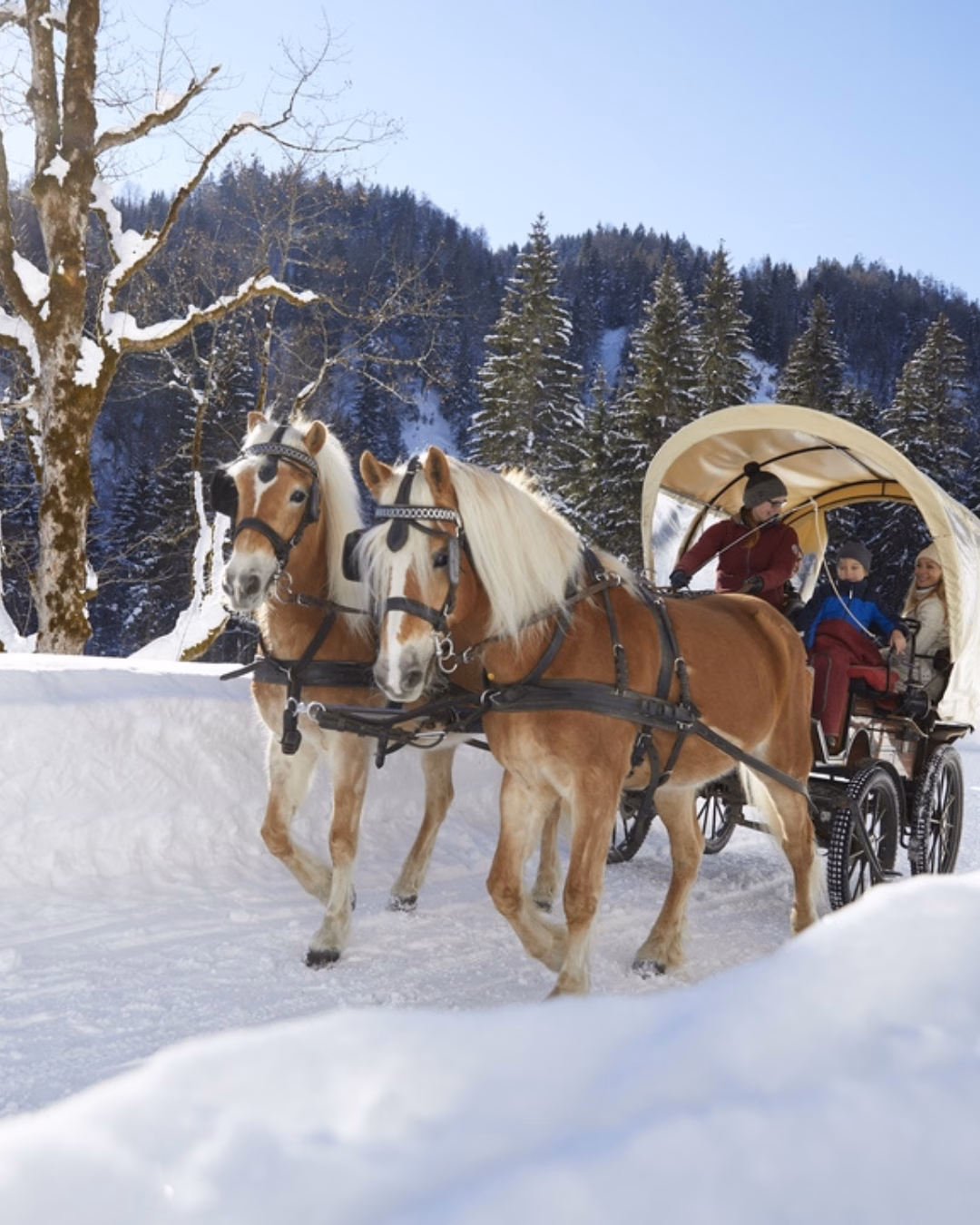 Pferdeschlitten im Schnee