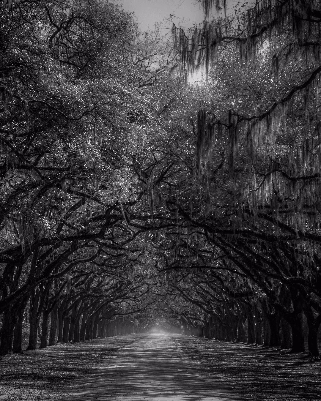 City für einen Halloween Trip Savannah Bäume