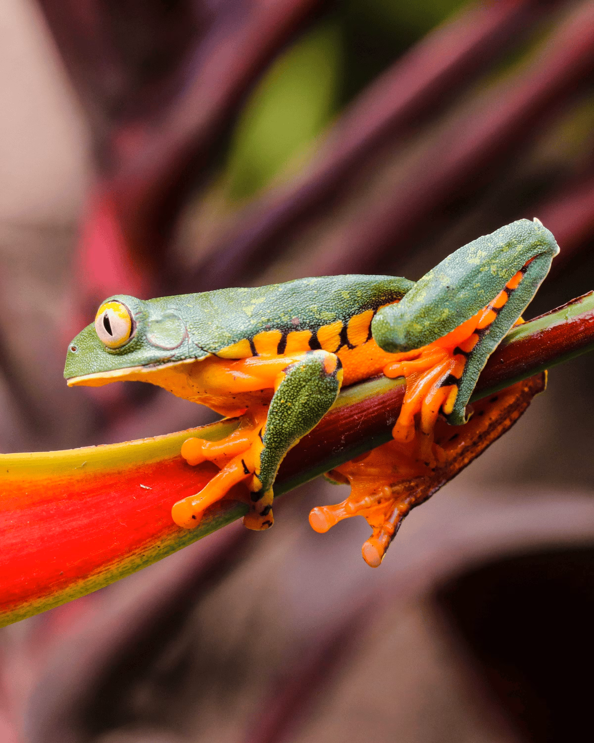 Costa Rica im Februar2026