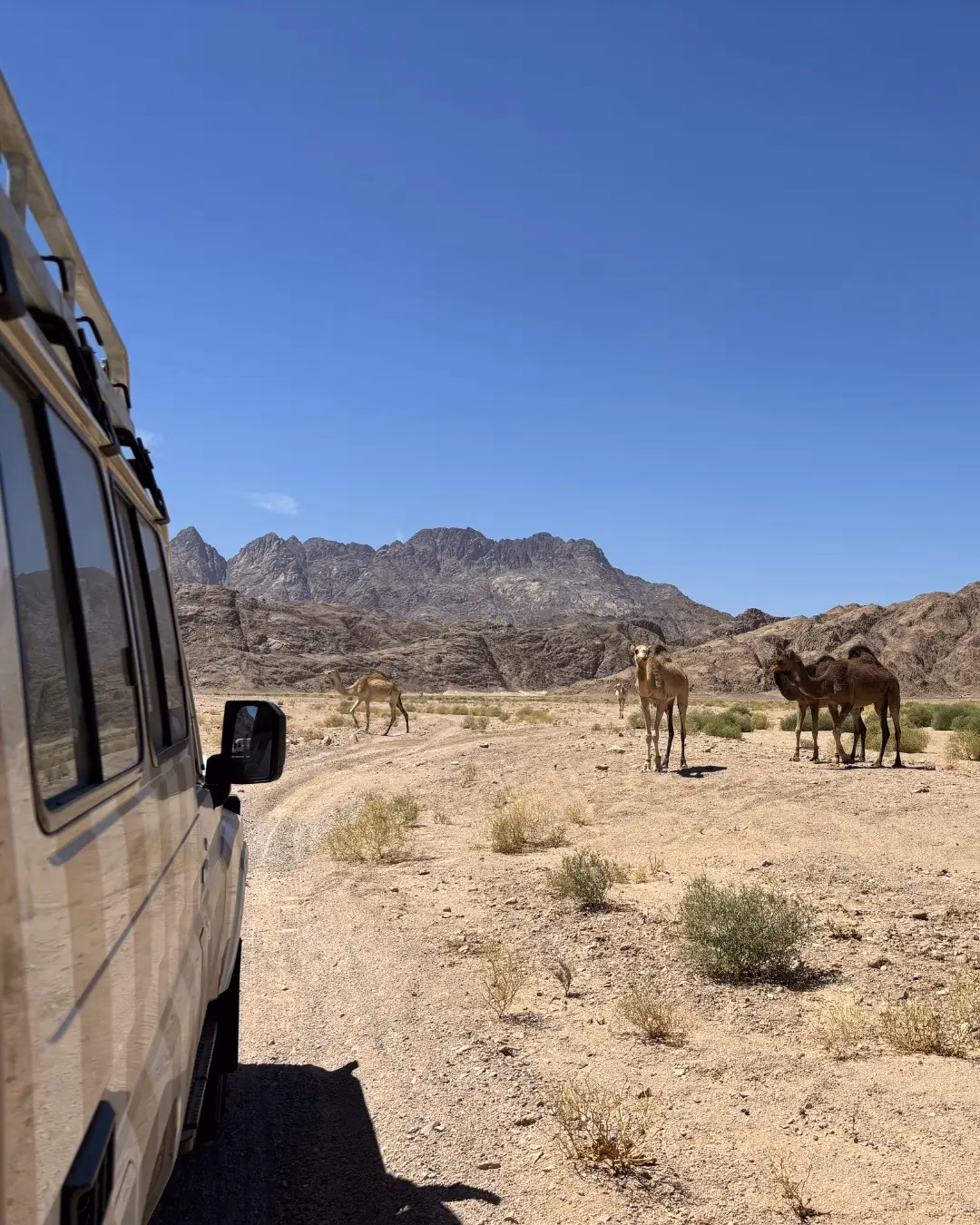 Beim Offroading durch die Wüste trifft man auch das ein oder andere Kamel.