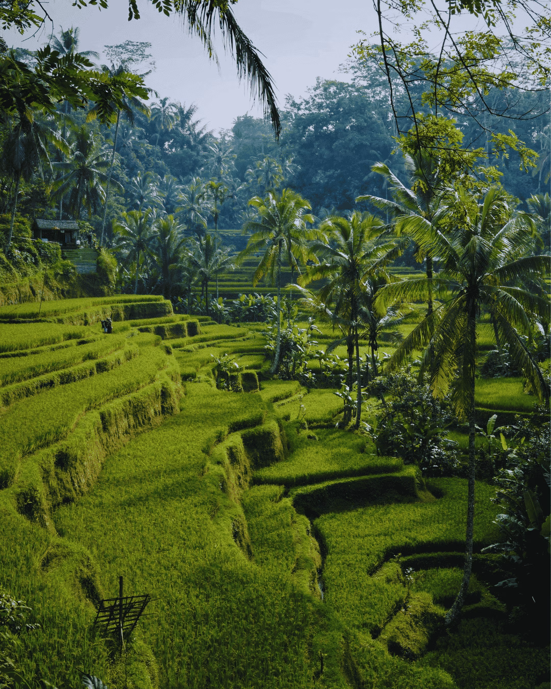 Reisterrassen in Bali
