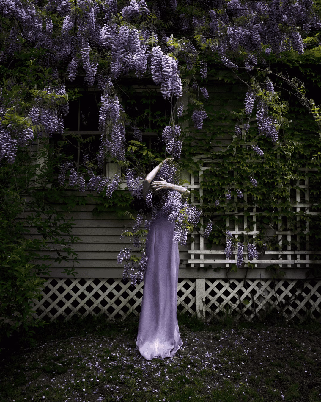 Wisteria, © Cig Harvey